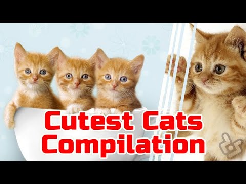 #Cute is Not Enough | Cutest #Cats Compilation