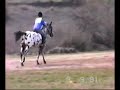 Chocklate Confetti Appaloosa Stallion
