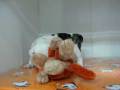videos de Bulldog ingles Macho STA REF:181