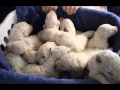 Kuvasz