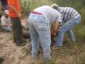 TAMUK Deer Capture 2006