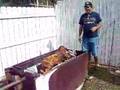lechon asao'