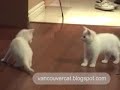 7 week old kittens play with string 7 week old kittens play with string