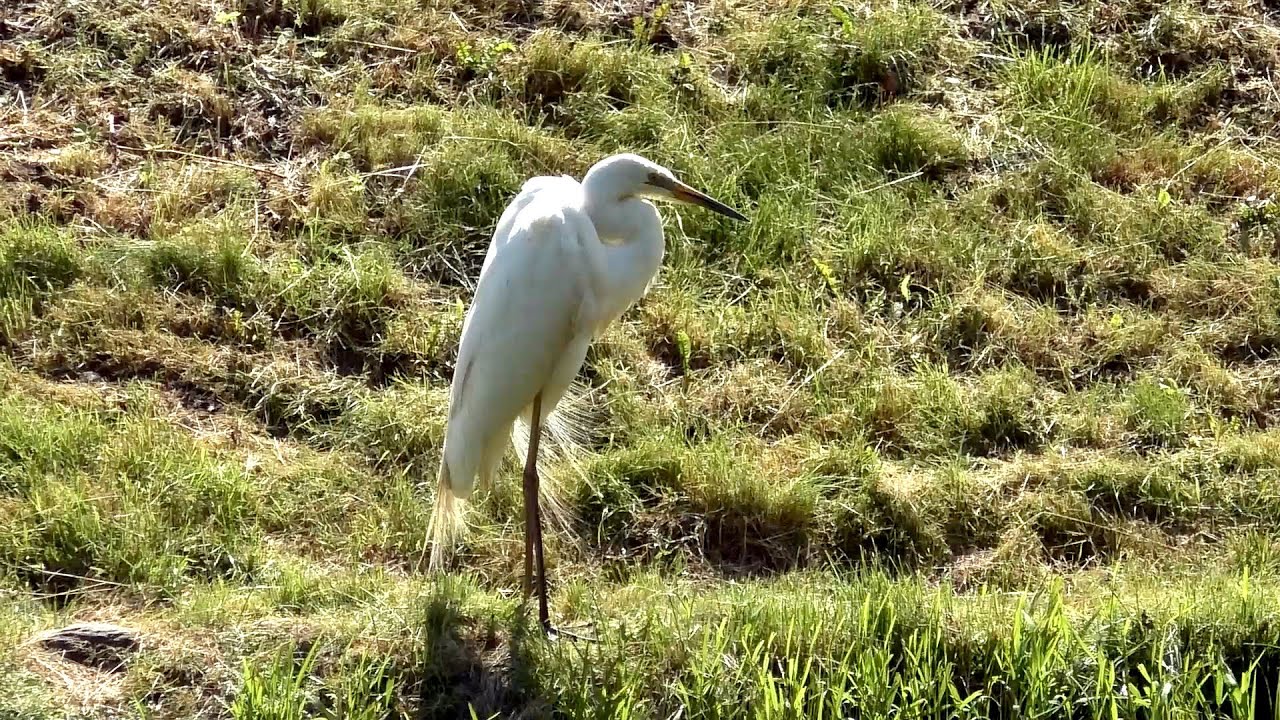 Белая цапля (Egretta alba) / Несвижский замок (25.06.2022) - птицы Беларуси