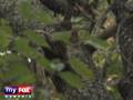 Scaredy Cat Stuck in Tree for 5 Days, Shot With Hose by Fire