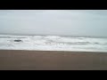 Pelicans brave storm on Lincoln City Oregon Beaches