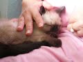 Siamese II