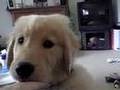 Baby Golden Retriever and Evil Kitty