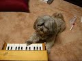 Puppy Playing Piano Puppy Playing Piano