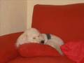 Bichón Frisé video
