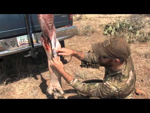 how to properly skin a coyote