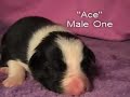 Border Collie Puppies One Week Old DarnFar