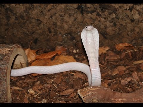 YouTube reptile video