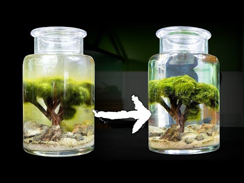 YouTube reptile video