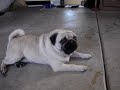 Sir Pugsley