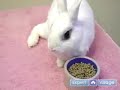 Pet Rabbit Care : Signs Your Pet Rabbit is Sick Pet Rabbit Care : Signs Your Pet Rabbit is Sick