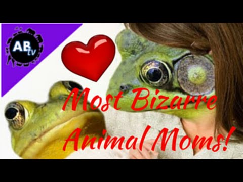 YouTube reptile video