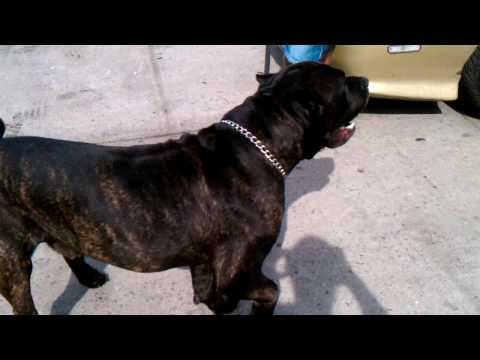 cane corso