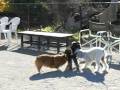 videos de Merryjoy Dog Field
