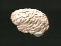 Endorphins: The Brain\