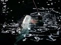 Whale Shark Feeding