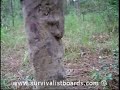 How to track wild hogs - part 2 How to track wild hogs - part 2
