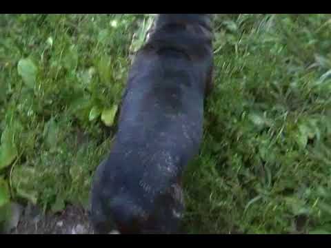 Elsas Miss Jaguar Chocolate Brindle Female Puppy