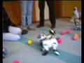 Aibo Mini Meeting 2008 (Suhl)