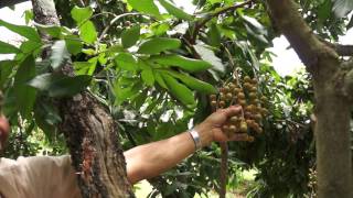  How to increase a quality of longan