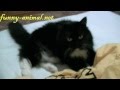 Cat Doing Massage 01