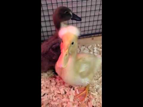 1st Grade Ducks