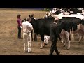 Canadian National Holstein Show - 5-Year-Olds
