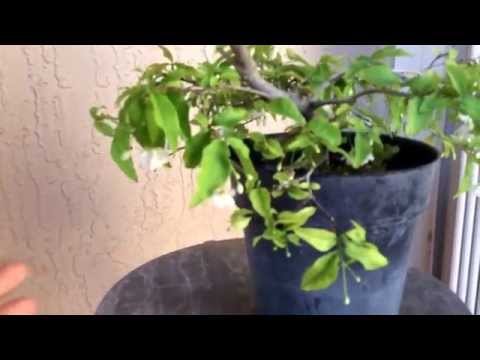 how to grow wrightia religiosa