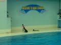funny cute seal show -JAPAN