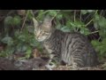 kool kitty 3 of 4