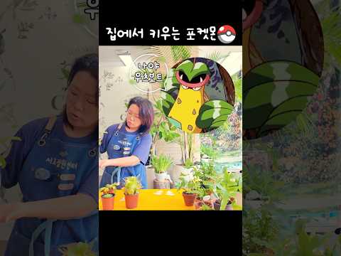 포켓몬 키워보셨어요?