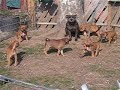 staffordshire bull terrier