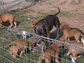 staffordshire bull terrier