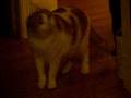 videos de Scared Slant