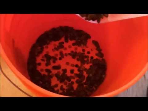 YouTube reptile video