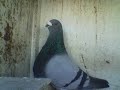 pigeon14006
