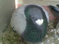 pigeon14006