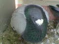 pigeon14006