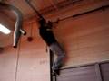 ninja-celing-climb