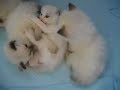 Pequeños Ragdoll jugando Pequeños Ragdoll jugando