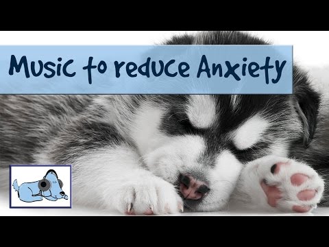 how to relieve anxiety in dogs