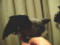 The Cockatiel Adventure episode 1