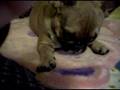 videos de Yara comiendo un gusanito