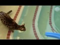 Mowgli's Adventure