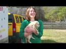 Rescue Me (Dogs) Rescue Me (Dogs)